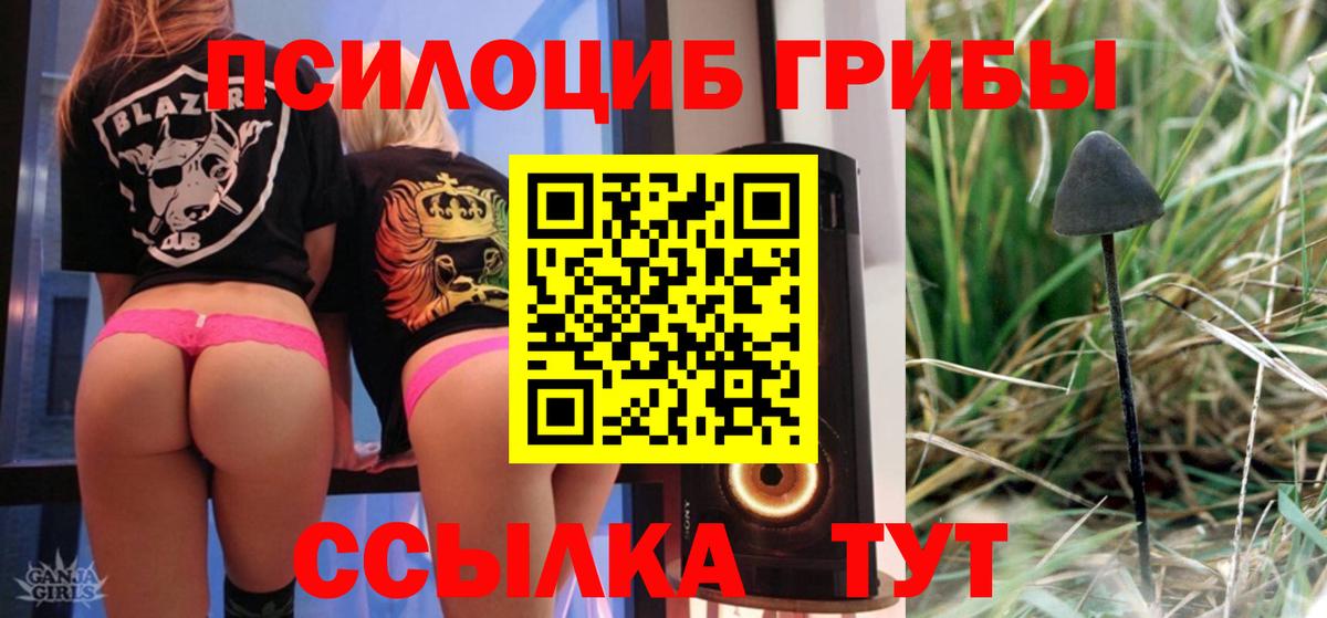 Псилоцибиновые грибы Psilocybine cubensis Выборг